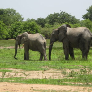 GHANA WILDLIFE CULTURAL AND HISTORY TOUR