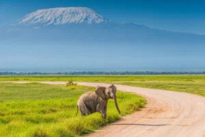 MASAI MARA, LAKE NAKURU & LAKE NAIVASHA
