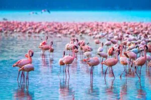 MASAI MARA, LAKE NAKURU & AMBOSELI