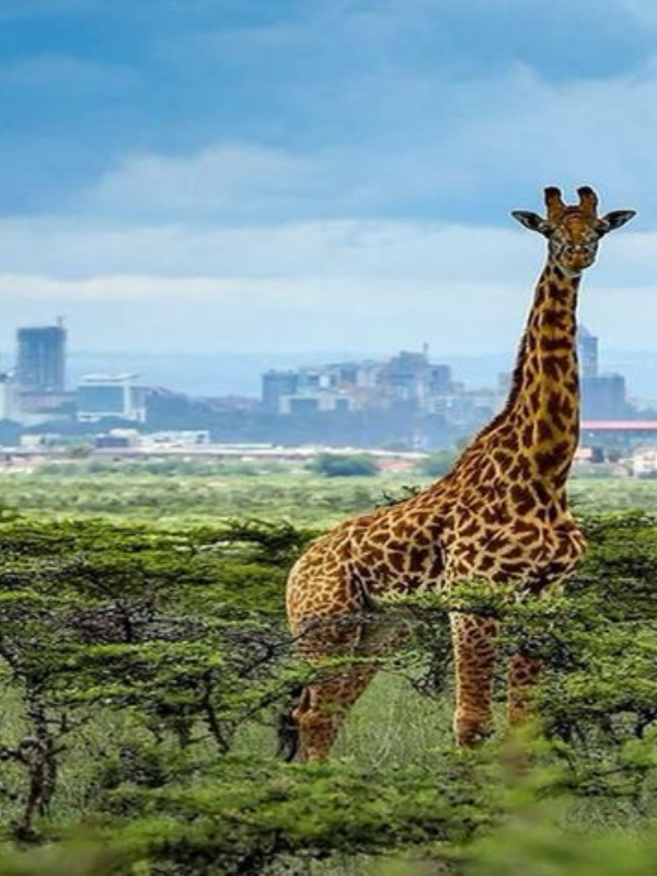 kenyaa